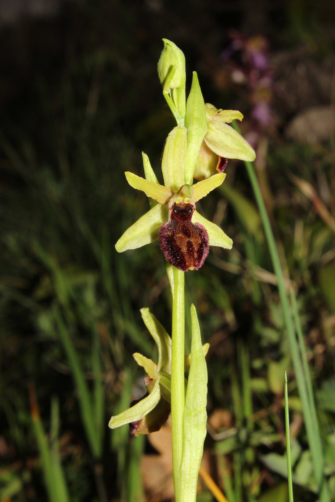 Ophrys arachnitiformis a confronto